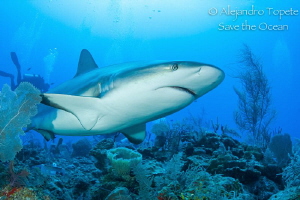 Reef Shark Encounter, Gardens of the Queen Cuba by Alejandro Topete 